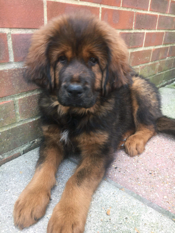 tibetan mastiff for sale gumtree